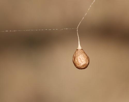 Theridiosoma gemmosum